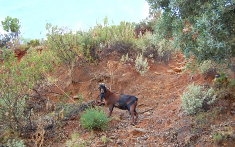 Goat in the Sierra Bermeja above Estepona